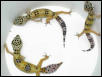 NICE FEMALE HYPOS $50 EACH