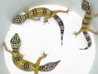 NICE FEMALE HYPOS $50 EACH