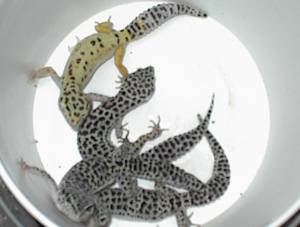 SNOW LEOPARDS $BEST OFFER