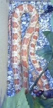 My albino Corn "Örjan"