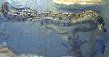 My 2meter boa "Bamse"