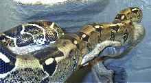 my boa Bamse, 2 meters