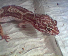 What morph?