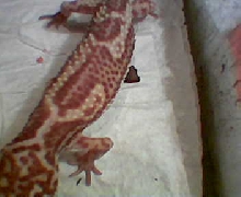 What morph?