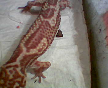 What morph?