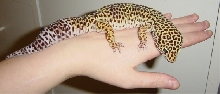 Tengel