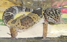What morph/pattern?