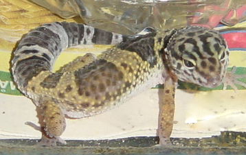What morph/pattern?