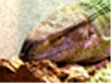 Blackthroat head