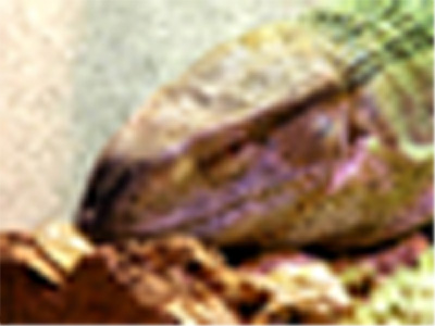 Blackthroat head