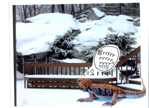 beardie outside-joke