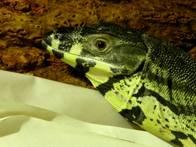 A lace monitor's head