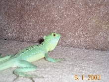 bassel