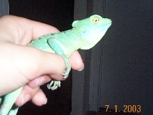 basilisk