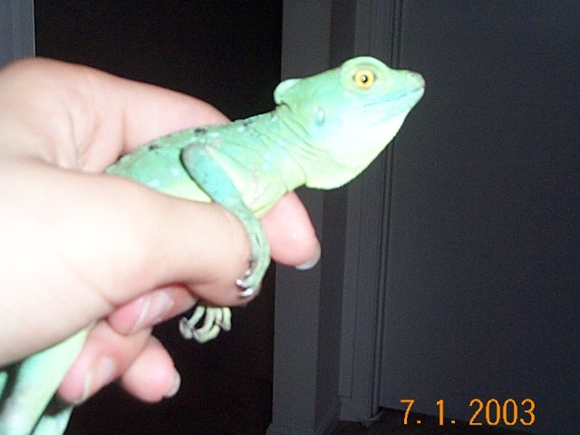 basilisk