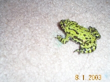 firebelly toad