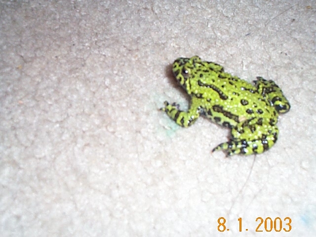 firebelly toad