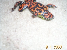 firebelly