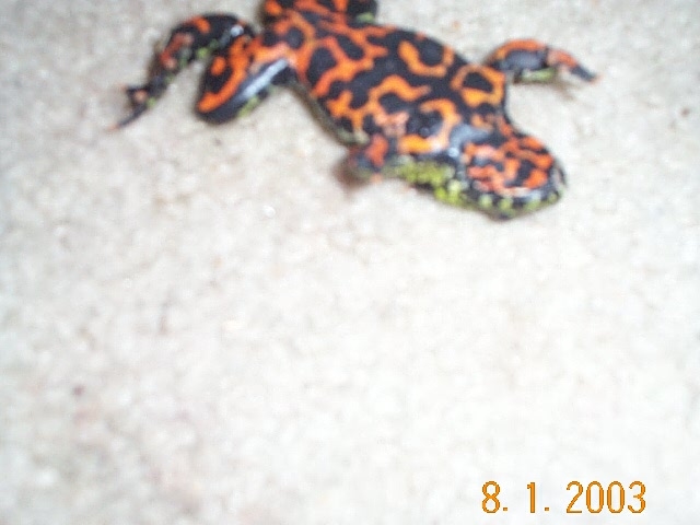 firebelly