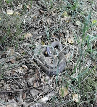 Snake in a grass