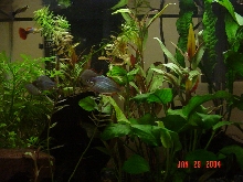 lighter pic of the 10gl