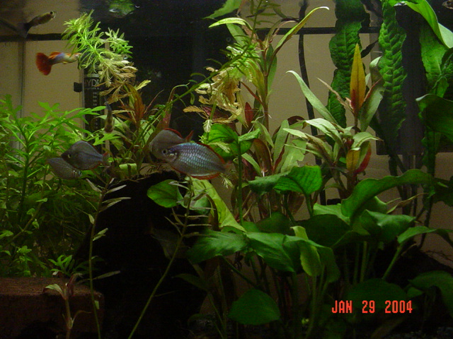 lighter pic of the 10gl