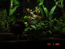 The current incarnation of my 10gl tank