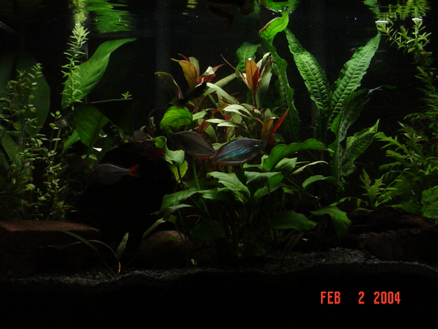 The current incarnation of my 10gl tank