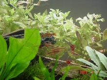 cherry barb school