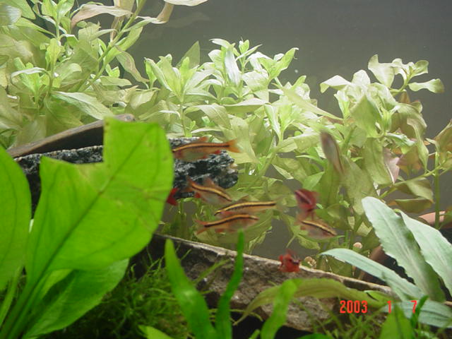 cherry barb school
