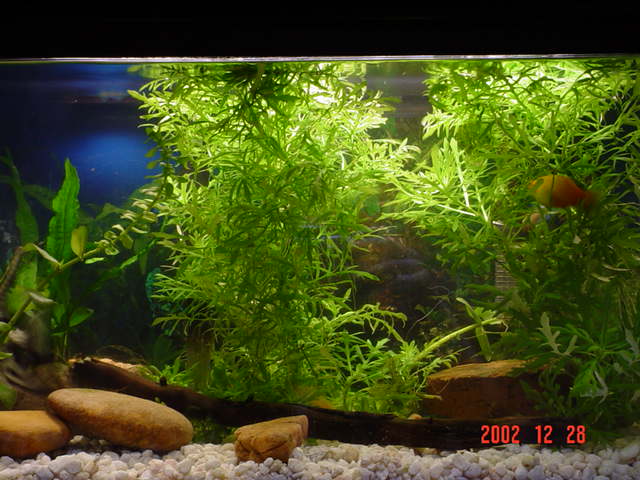 Overgrown 10gl