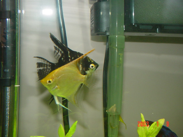 new angels