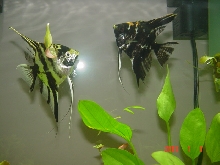 stand off