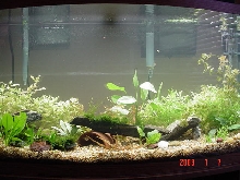 46gl planted tank