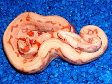 sunglow arabesque