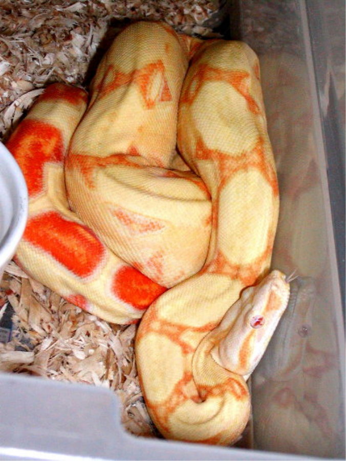 albino het stripe