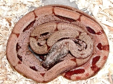 salmon arabesque het albino