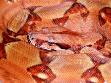 harlequin
