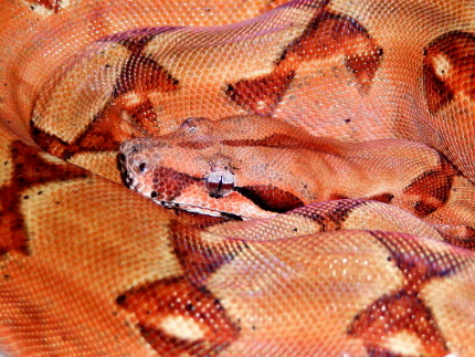 harlequin