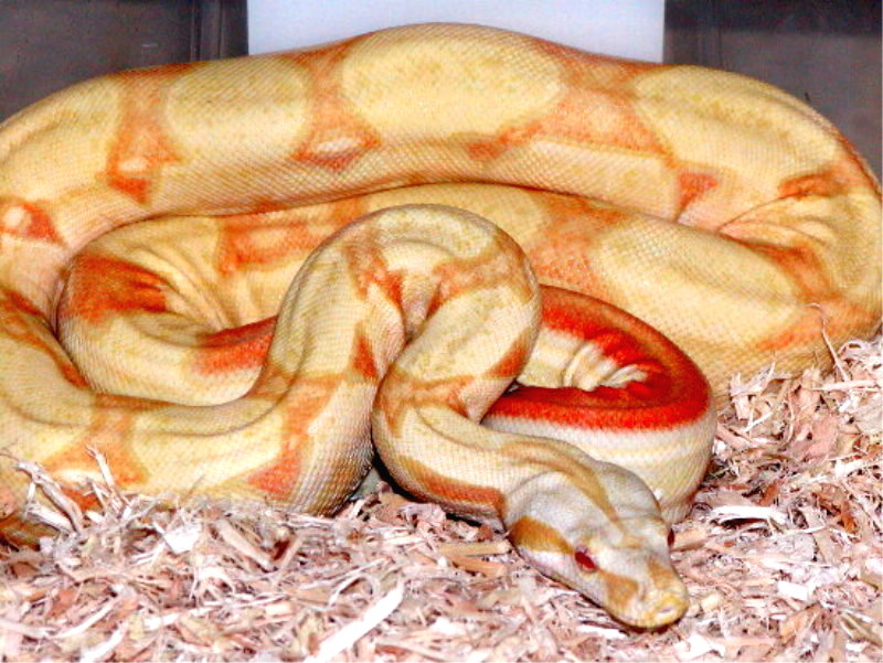 striped albino