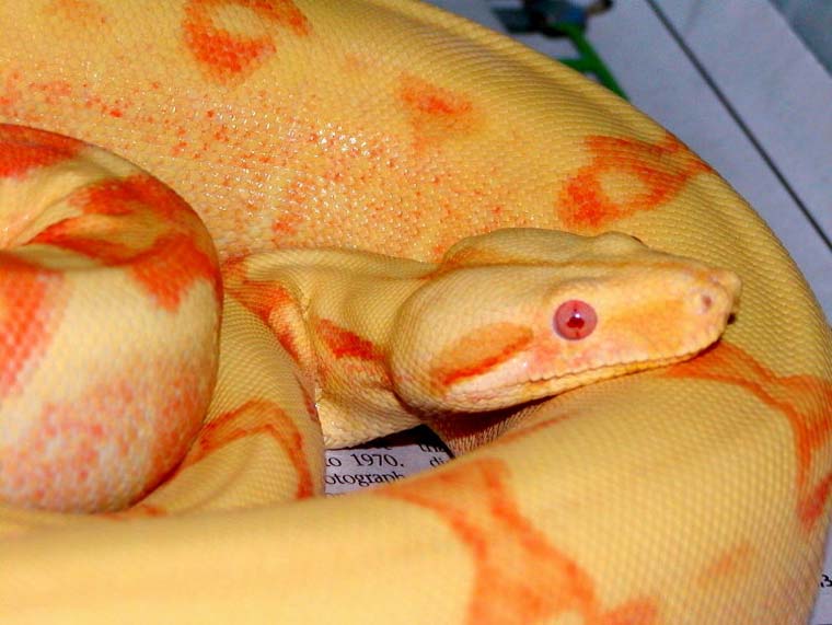 golden sunglow