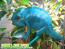 Panther chameleon