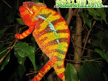 panther chameleon