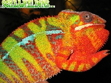 panther chameleon