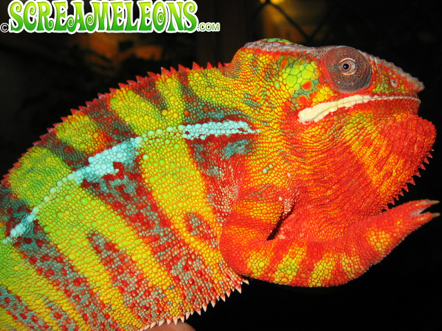 panther chameleon