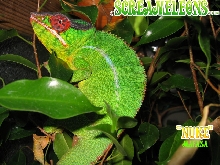 panther chameleon