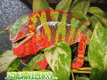 panther chameleon