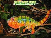 panther chameleon