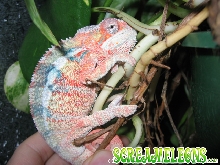Ambilobe Screameleon