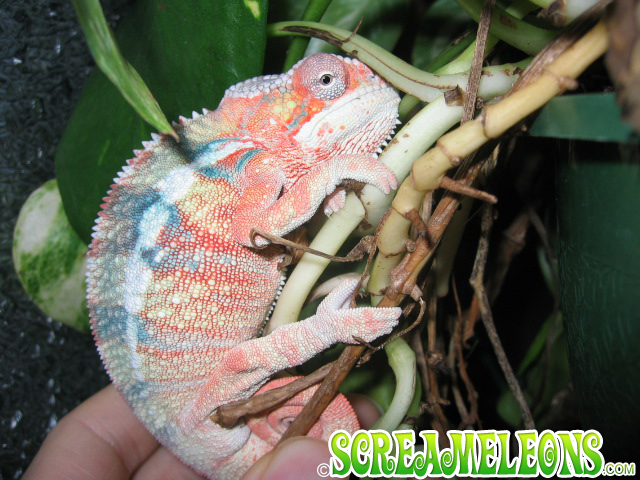 Ambilobe Screameleon